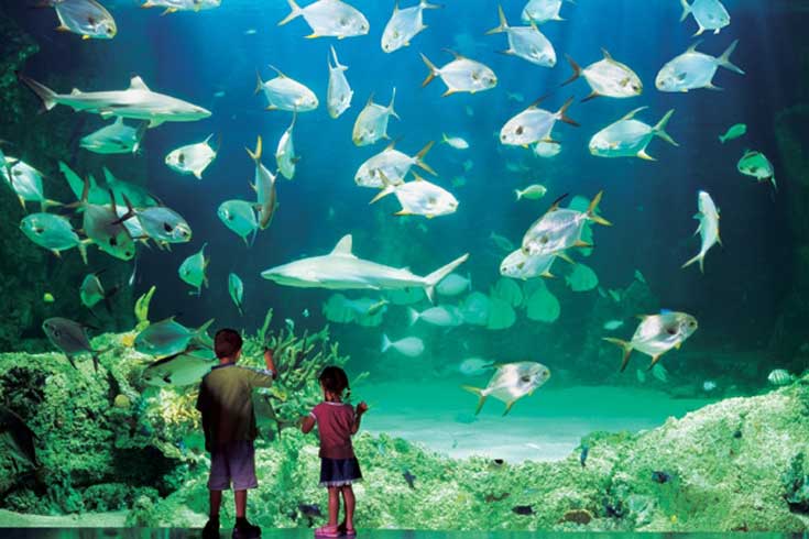 Khu viện hải dương Busan Aquarium tại thành phố Busan